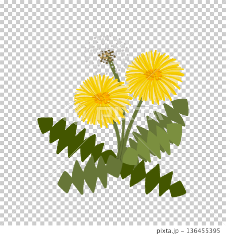 蒲公英花和絨毛 136455395