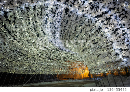 北海道音更町 冬の彩凛花イルミネーションイベントの夜景風景 北海道音更町 冬の彩凛花イルミネーションイベントの夜景風景 136455453