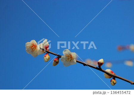 白梅の花 【青空背景】 136455472