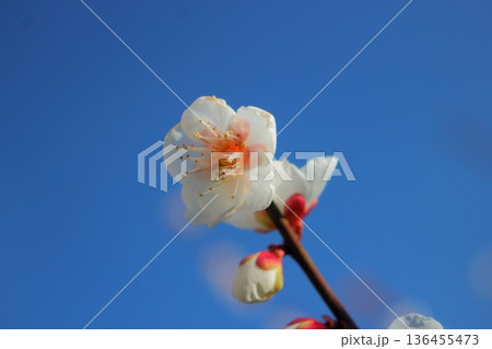 白梅の花 【青空背景】 白梅の花 【青空背景】 136455473