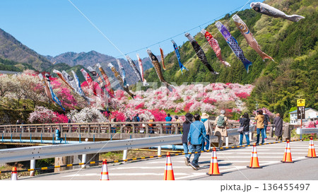 花桃の里(花桃まつり) 花桃の里(花桃まつり) 136455497