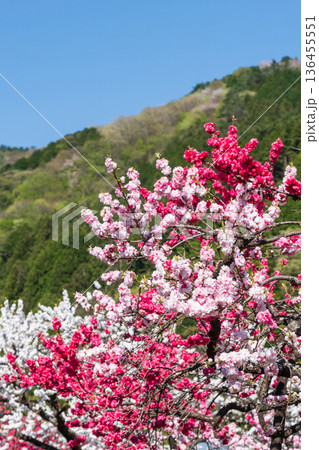 花桃(花桃の里にて) 花桃(花桃の里にて) 136455551