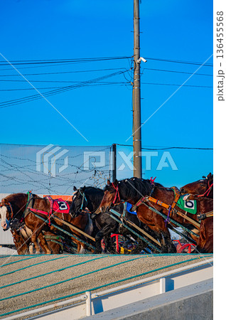 北海道帯広市 冬のばんえい十勝競馬の風景 北海道帯広市 冬のばんえい十勝競馬の風景 136455568