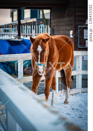 北海道帯広市 冬のばんえい十勝競馬の風景 136455582