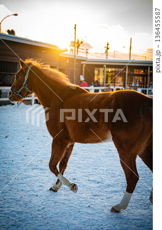 北海道帯広市 冬のばんえい十勝競馬の風景 136455587