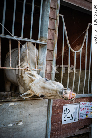北海道帯広市 冬のばんえい十勝競馬の風景 136455590