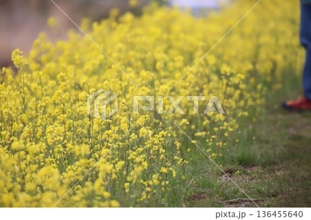 道端に生えている菜の花 136455640