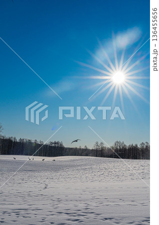 北海道鶴居村 冬の雪原に舞うタンチョウの群れ 136455656