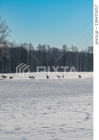 北海道鶴居村 冬の雪原に舞うタンチョウの群れ 136455657