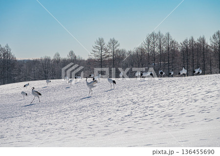 北海道鶴居村 冬の雪原に舞うタンチョウの群れ 136455690