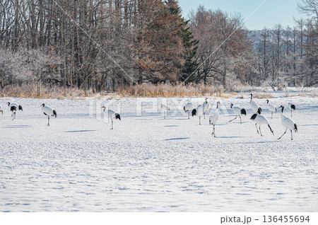 北海道鶴居村 冬の雪原に舞うタンチョウの群れ 北海道鶴居村 冬の雪原に舞うタンチョウの群れ 136455694