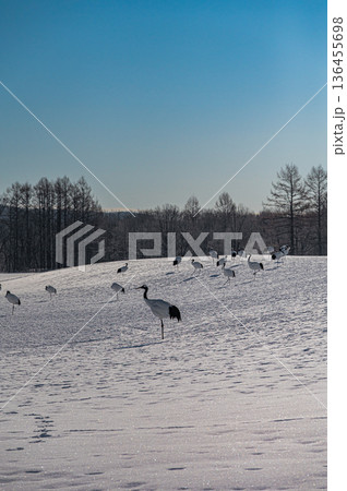 北海道鶴居村 冬の雪原に舞うタンチョウの群れ 136455698