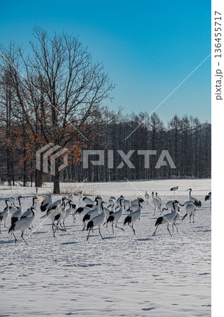北海道鶴居村 冬の雪原に舞うタンチョウの群れ 136455717