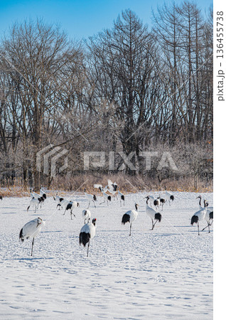 北海道鶴居村 冬の雪原に舞うタンチョウの群れ 136455738