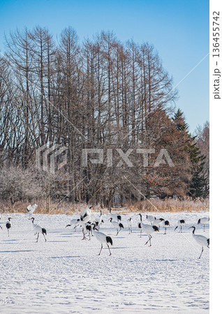 北海道鶴居村 冬の雪原に舞うタンチョウの群れ 北海道鶴居村 冬の雪原に舞うタンチョウの群れ 136455742