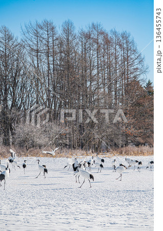 北海道鶴居村 冬の雪原に舞うタンチョウの群れ 136455743