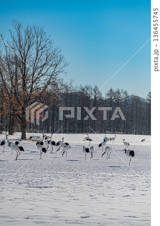 北海道鶴居村 冬の雪原に舞うタンチョウの群れ 北海道鶴居村 冬の雪原に舞うタンチョウの群れ 136455745