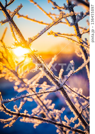 北海道鶴居村 冬の早朝 音羽橋と気嵐の幻想的な風景 136455897