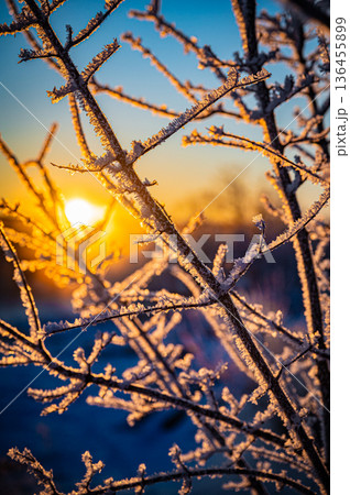 北海道鶴居村 冬の早朝 音羽橋と気嵐の幻想的な風景 136455899