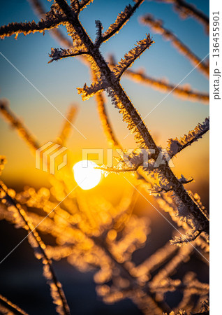 北海道鶴居村 冬の早朝 音羽橋と気嵐の幻想的な風景 136455901