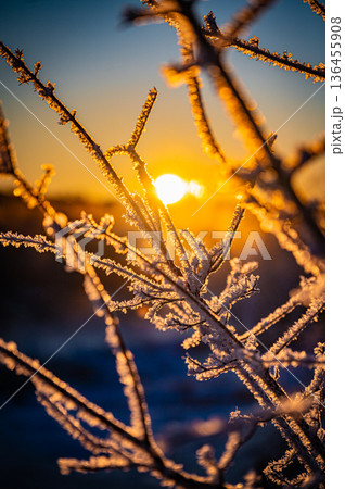 北海道鶴居村 冬の早朝 音羽橋と気嵐の幻想的な風景 136455908
