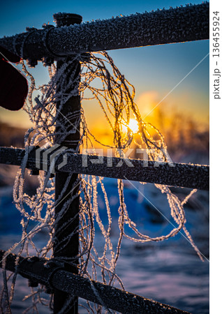 北海道鶴居村 冬の早朝 音羽橋と気嵐の幻想的な風景 136455924