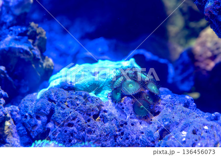Close-up of vibrant green zoanthid coral polyps and brain coral on a blue volcanic rock in an aquarium. Beautiful underwater marine life with actinic lighting and glowing neon colors. Close-up of vibrant green zoanthid coral polyps and brain coral on a blue volcanic rock in an aquarium. Beautiful underwater marine life with actinic lighting and glowing neon colors. 136456073
