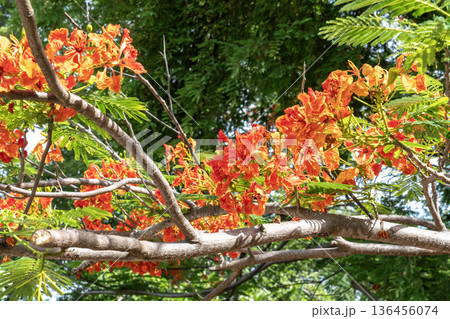 Vibrant orange flowers of the Royal Poinciana tree against a backdrop of green foliage. Close-up view of a blooming flame tree in a sunny tropical garden. Beautiful nature and botanical background. Vibrant orange flowers of the Royal Poinciana tree against a backdrop of green foliage. Close-up view of a blooming flame tree in a sunny tropical garden. Beautiful nature and botanical background. 136456074