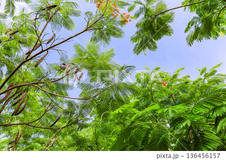 シダの葉と青空の広がる風景 136456157