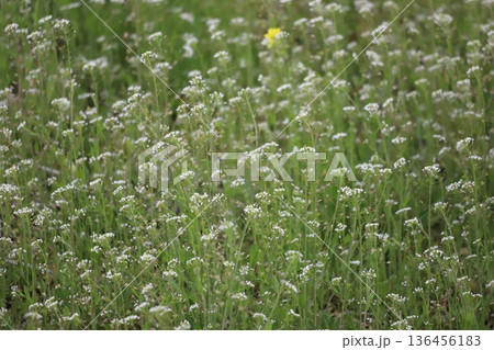 春の田んぼに咲く野草 タネツケバナ 136456183