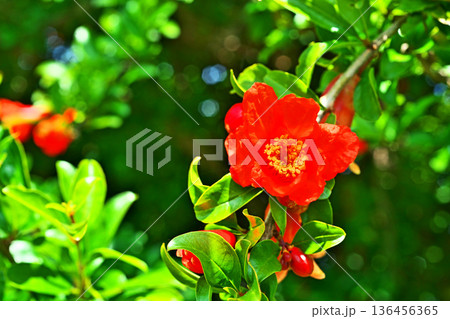 赤いザクロの花（春、五月） 136456365