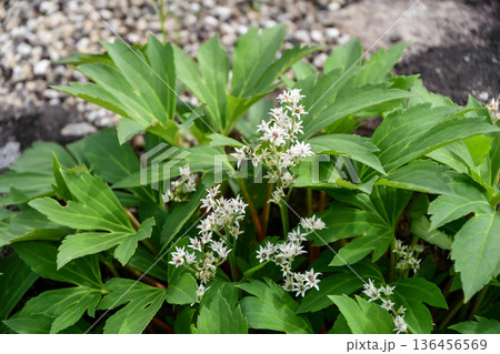 タンチョウソウ　Mukdenia rossii 136456569