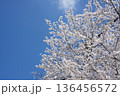 桜　青空 136456572