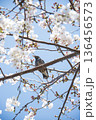 桜　鳥 136456573