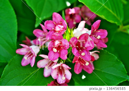 赤いハコネウツギの花（春、五月） 136456585