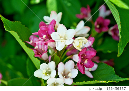 白いハコネウツギの花（春、五月） 136456587