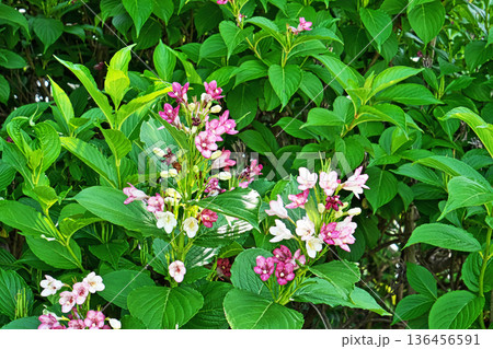 ハコネウツギの花(春、五月) ハコネウツギの花(春、五月) 136456591