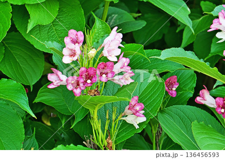 赤いハコネウツギの花（春、五月） 136456593