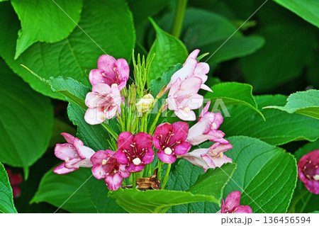 ハコネウツギの花（春、五月） 136456594