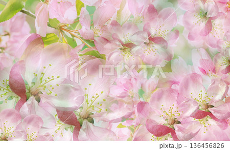 Floral spring background. Petals flowers. Close-up. Nature. Floral spring background. Petals flowers. Close-up. Nature. 136456826