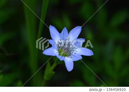 信州栂池自然園で見たロート型の淡青色の花が綺麗な高山植物のタテヤマリンドウ 136456920