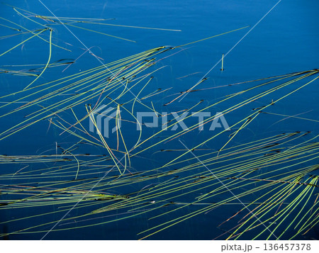 池塘にのびやかに浮かぶ水草 136457378