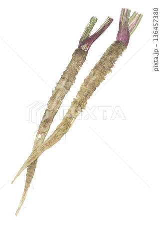 水彩で描いたごぼう 136457380
