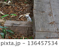 冬毛のオコジョ 136457534
