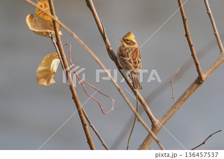冬の里山で出会ったミヤマホオジロの雌 136457537
