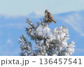 雪の止まり木で餌を探すノスリ 136457541