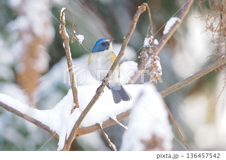 ヌルデの実を食べに来たルリビタキの雄 136457542