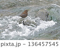 冬の渓流で出会ったカワガラス 136457545