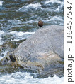 冬の渓流で出会ったカワガラス 136457547