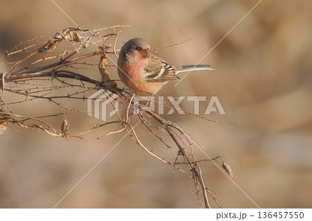 冬の野原で出会ったベニマシコ 136457550